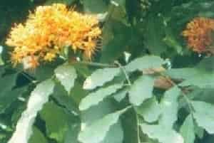 垂枝无忧树图片简介_花期3～5月，果期6～10月