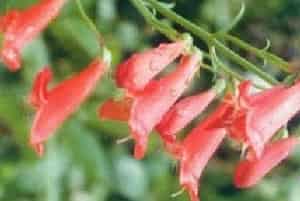 红花钓钟柳(别名：草本象牙红)图片简介_花期夏季，果期秋季