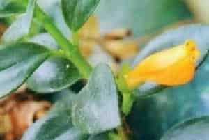 袋鼠花(别名：金鱼花、河豚花)图片简介_花期冬至春