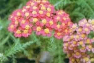 西洋蓍草(别名：千叶蓍、多叶蓍)图片简介_花期6～8月