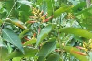 翠鸟蝎尾蕉图片简介_花期5～10月
