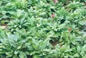 夏枯草(别名：麦夏枯、铁色草)图片简介_花期4～6月，果期7～10月