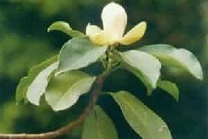 厚叶木莲图片简介_花期5月，果期9月