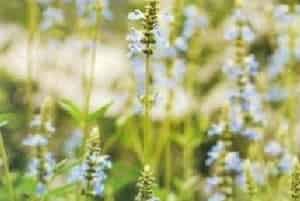 天蓝鼠尾草图片简介_花果期6～10月