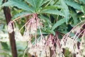 密鳞紫金牛(别名：萝芒树)图片简介_花期6～8月，果期秋季