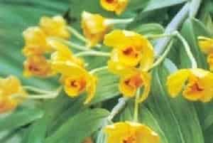 束花石斛(别名：水打棒、金兰、大黄草)图片简介_花期5～9月