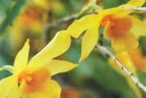 细叶石斛图片简介_花期5～6月