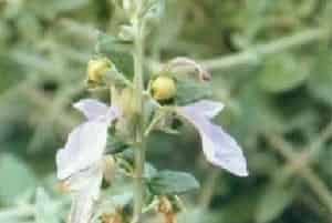 水果蓝(别名：灌丛石蚕)图片简介_花期5～6月