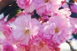 日本晚樱(别名：大山樱、里樱)图片简介_花期3～5月，果期6～7月