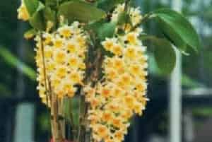 球花石斛图片简介_花期4～5月