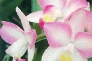 卡特兰(别名：嘉德丽亚兰、阿开木)图片简介_花期因品种不同而异