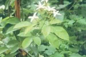 清香藤(别名：川清茉莉)图片简介_花期4～10月，果期6月至翌年3月