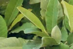 山玉兰(别名：优昙花)图片简介_花期4～6月，果期9～10月