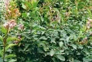 什锦丁香图片简介_花期5月