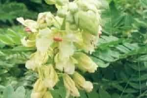 南蛇簕(别名：喙荚云实)图片简介_花期4～5月，果期7月