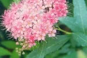 粉花绣线菊(别名：日本绣线菊)图片简介_花期6～7月，果期8～9月