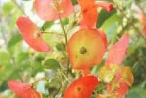 冬红(别名：帽子花)图片简介_花期春夏，果期秋冬季