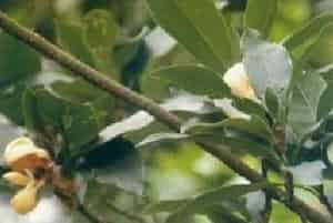 绢毛木兰图片简介_花期4～5月，果期8～9月