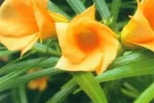 粉黄夹竹桃(别名：红酒杯花)图片简介_花期夏季