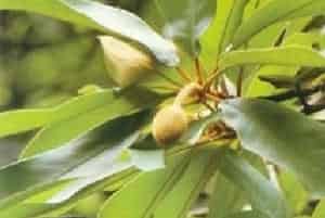 毛桃木莲图片简介_花期5～6月，果期10～12月
