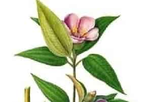 红毛菍(豺狗舌、红爆牙狼)的功效与作用_全国中草药汇编_红毛菍图片_中药材