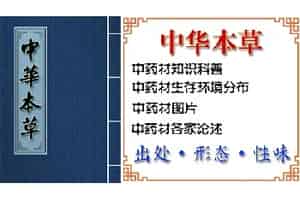 巴戟天(巴戟、巴吉天)的功效与作用_中华本草_巴戟天图片_中药材