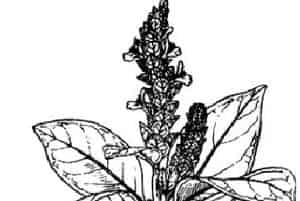 大驳骨(黑叶爵床、大接骨)的功效与作用_全国中草药汇编_大驳骨图片_中药材